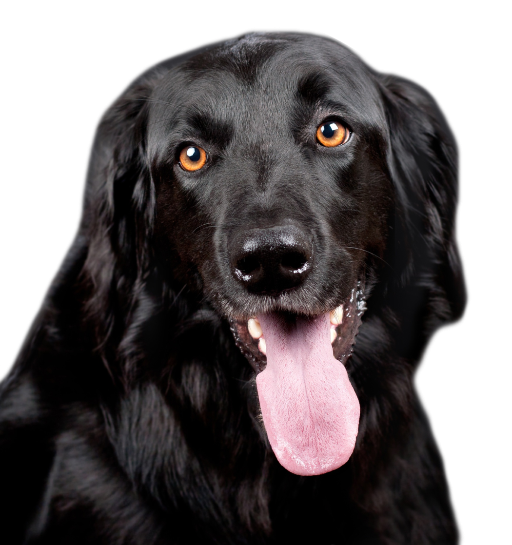 a close up of a dog with its tongue out