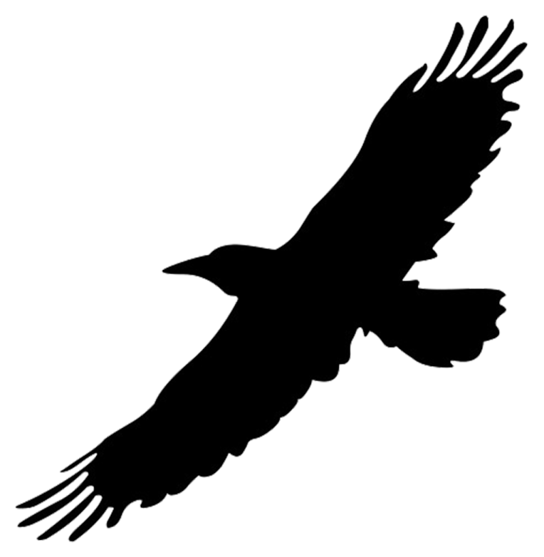a bird silhouetted on a white background