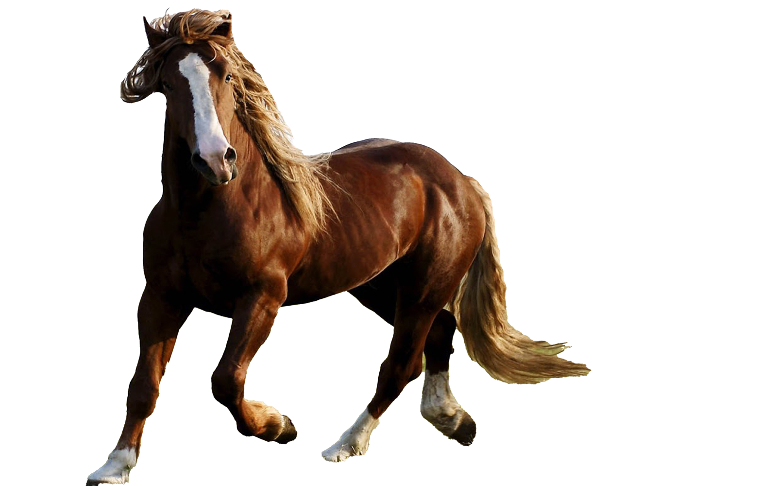 a brown horse running on a white background