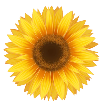 a sunflower on a white background