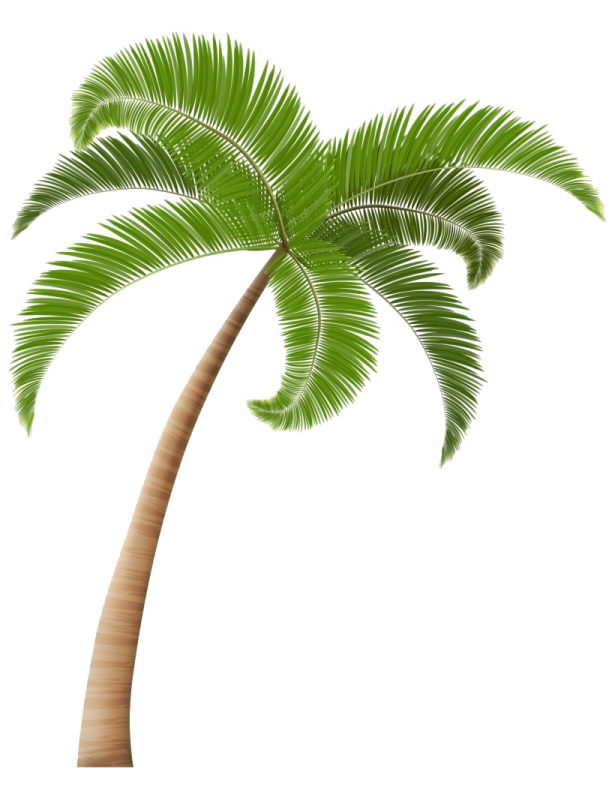 a palm tree on a white background