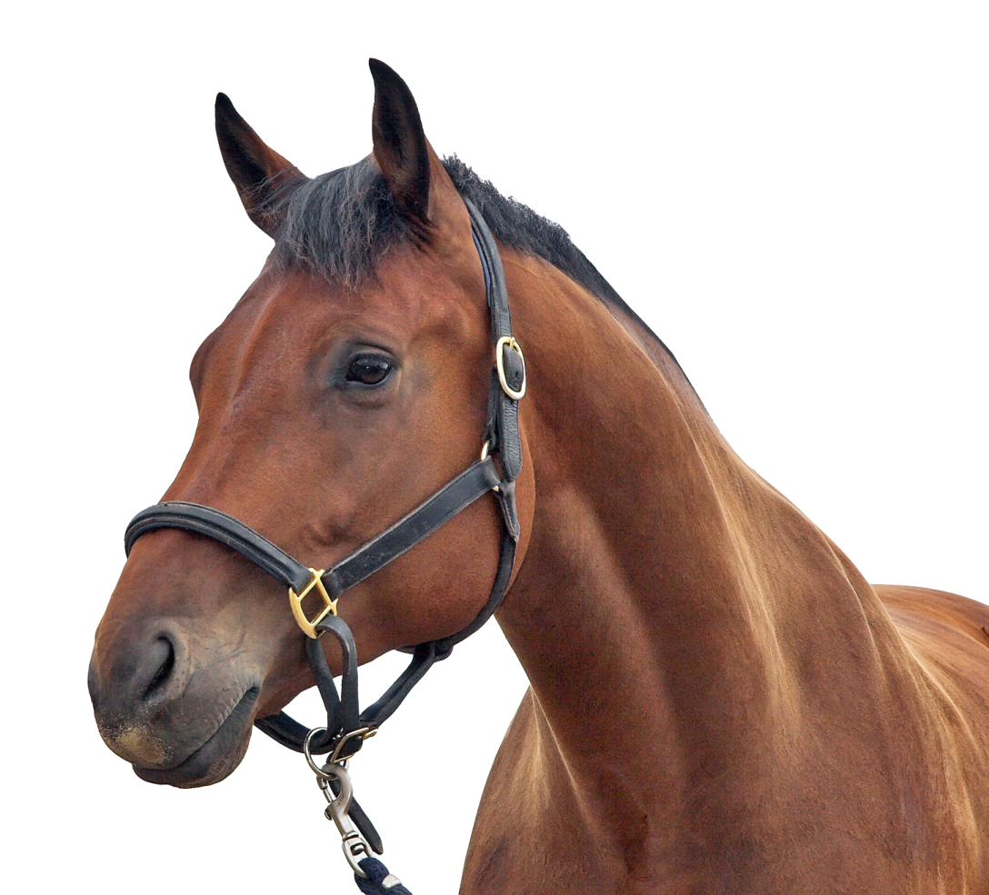 a close up of a horse's head
