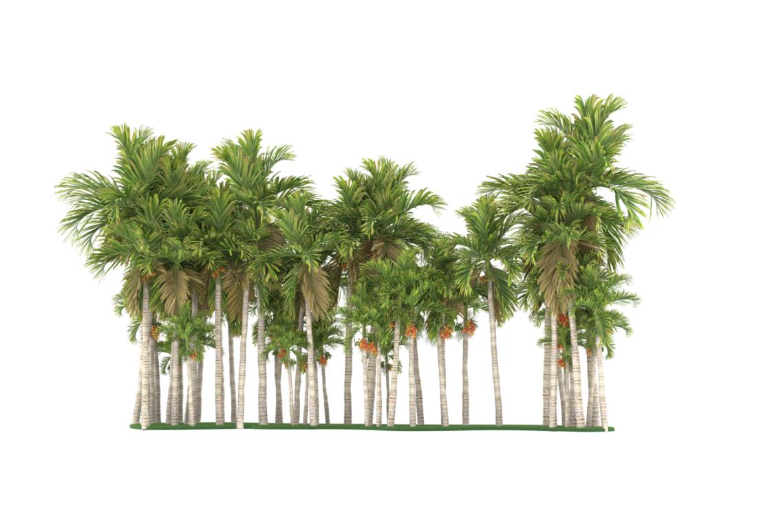 a row of palm trees