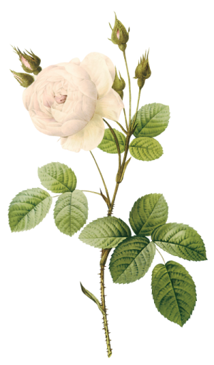 a white rose with green leaves