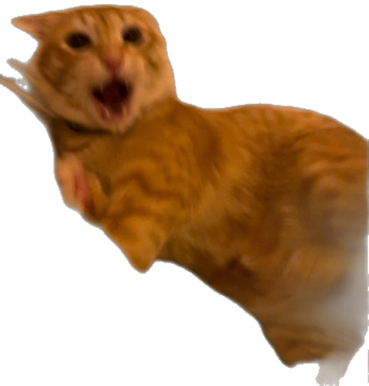 a cat with its mouth open