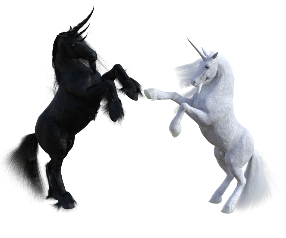 two black and white horses