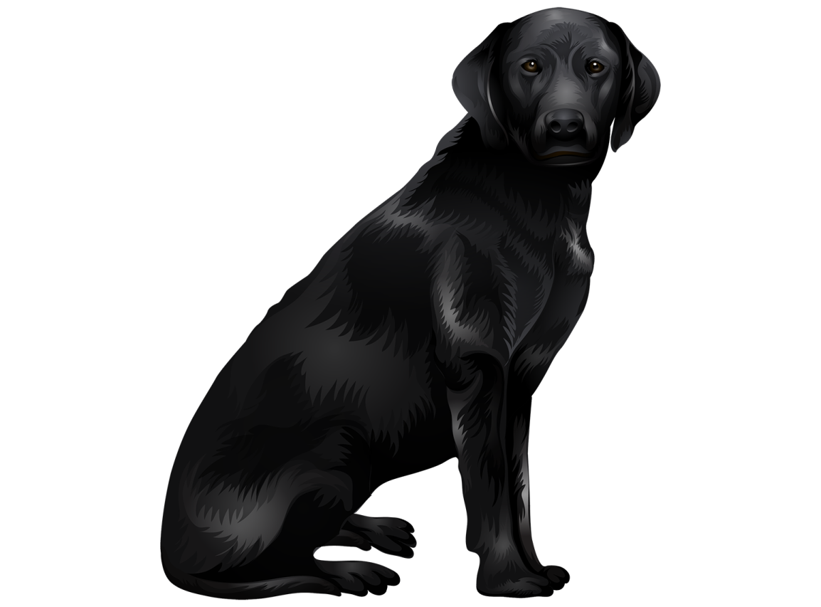 a black labrador dog sitting on the ground