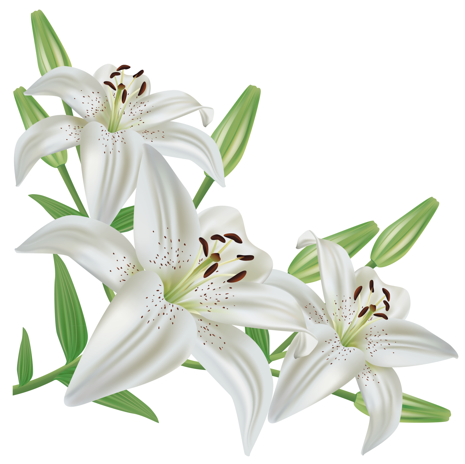 three white lily flowers with green leaves