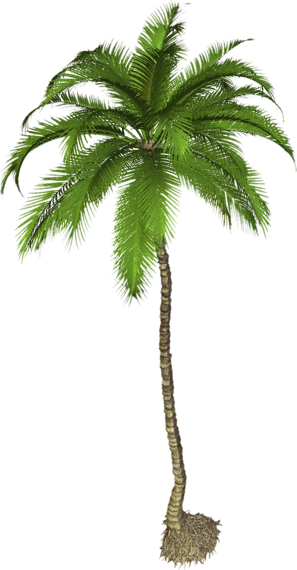 a palm tree on a white background