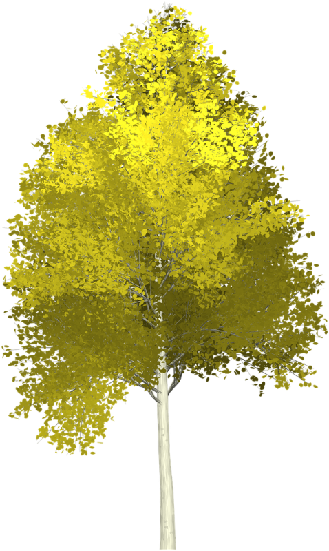 a tree with yellow leaves on it