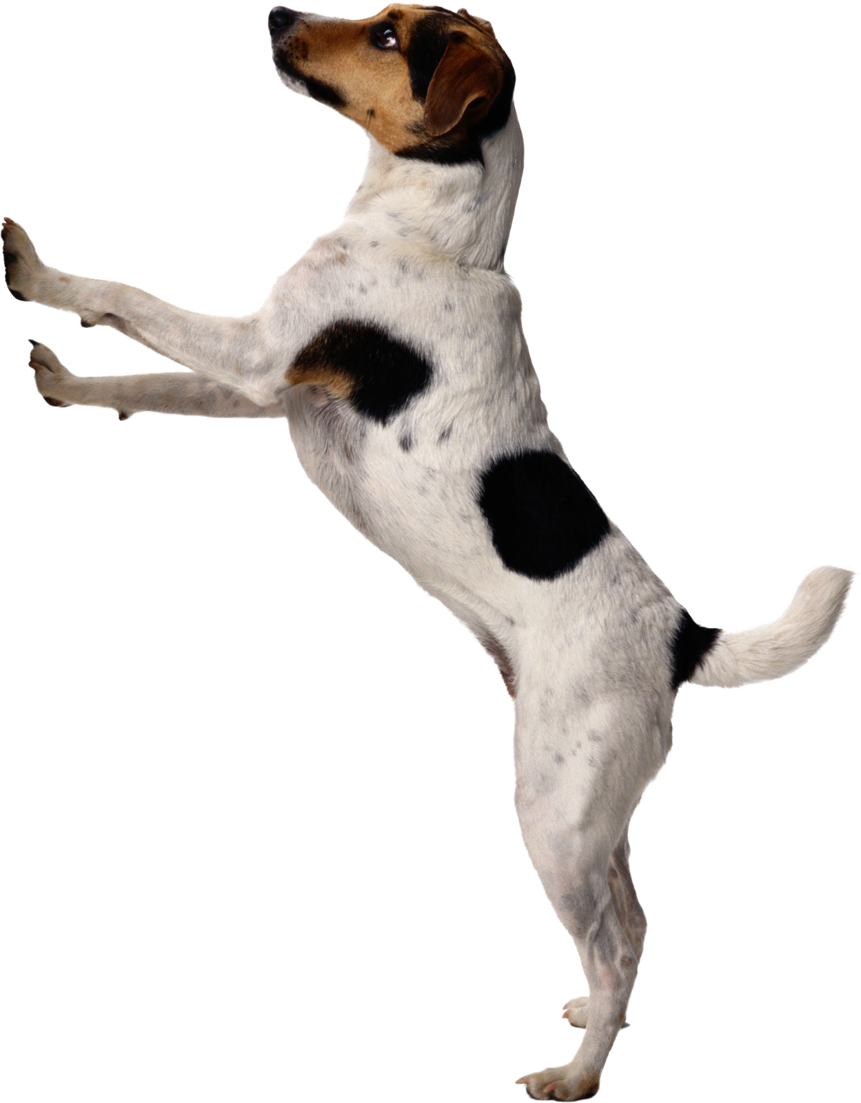 a dog jumping in the air to catch a ball