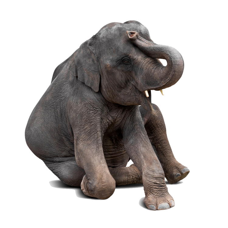 an elephant sitting on the ground with its trunk up