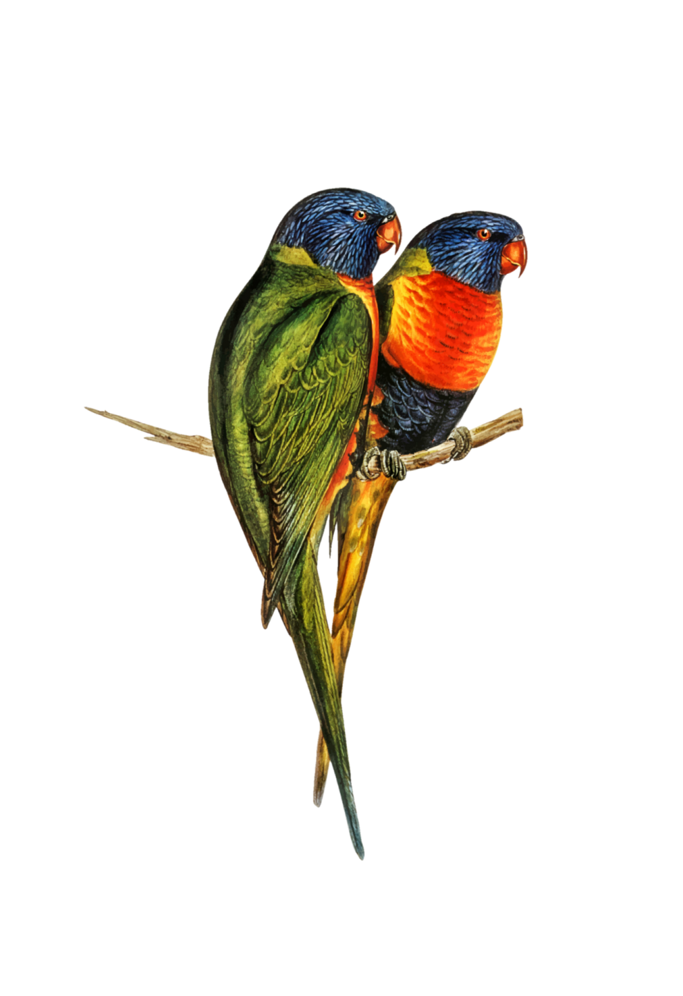two colorful birds sitting on a branch