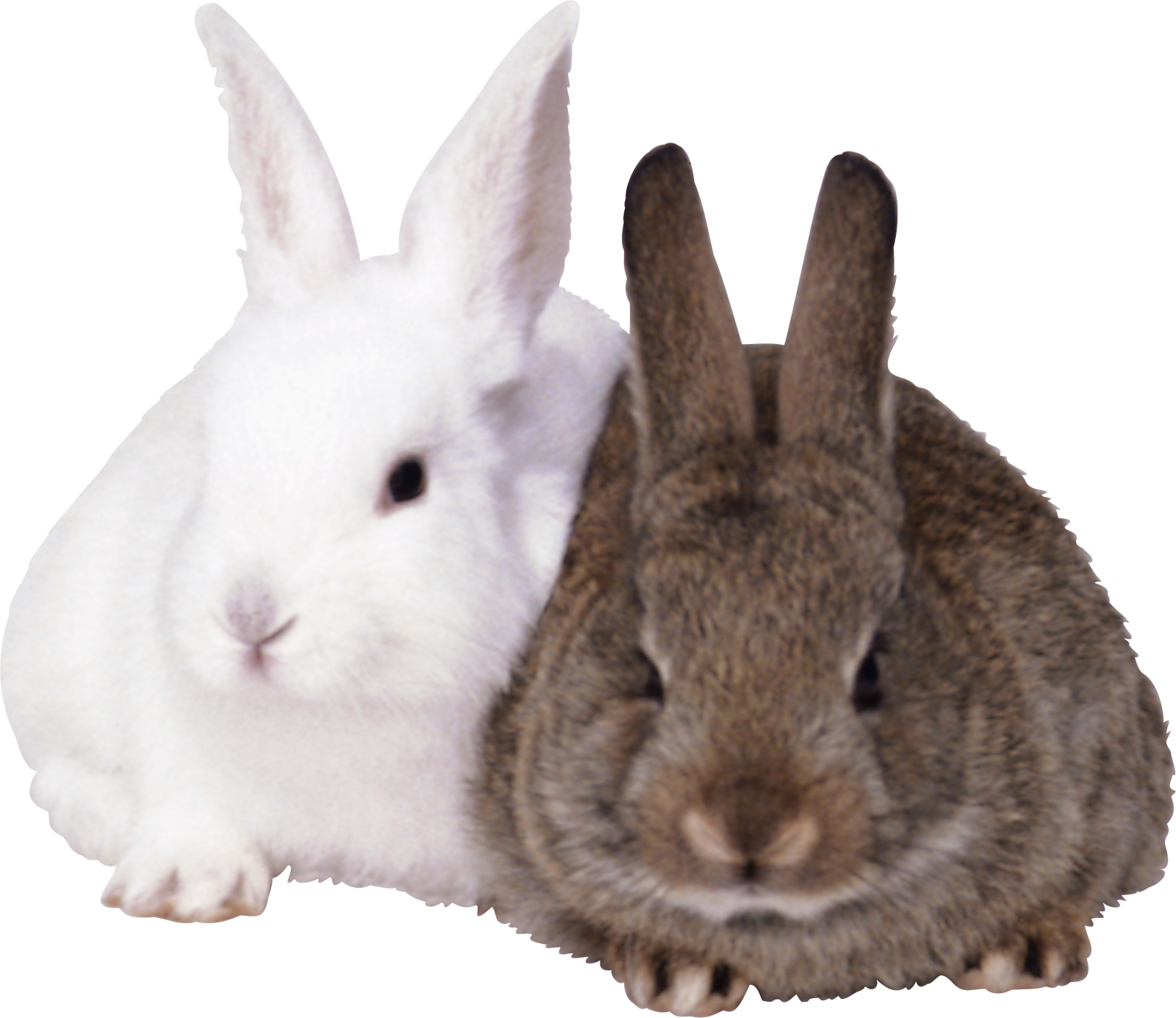 two rabbits sitting next to each other rabbit