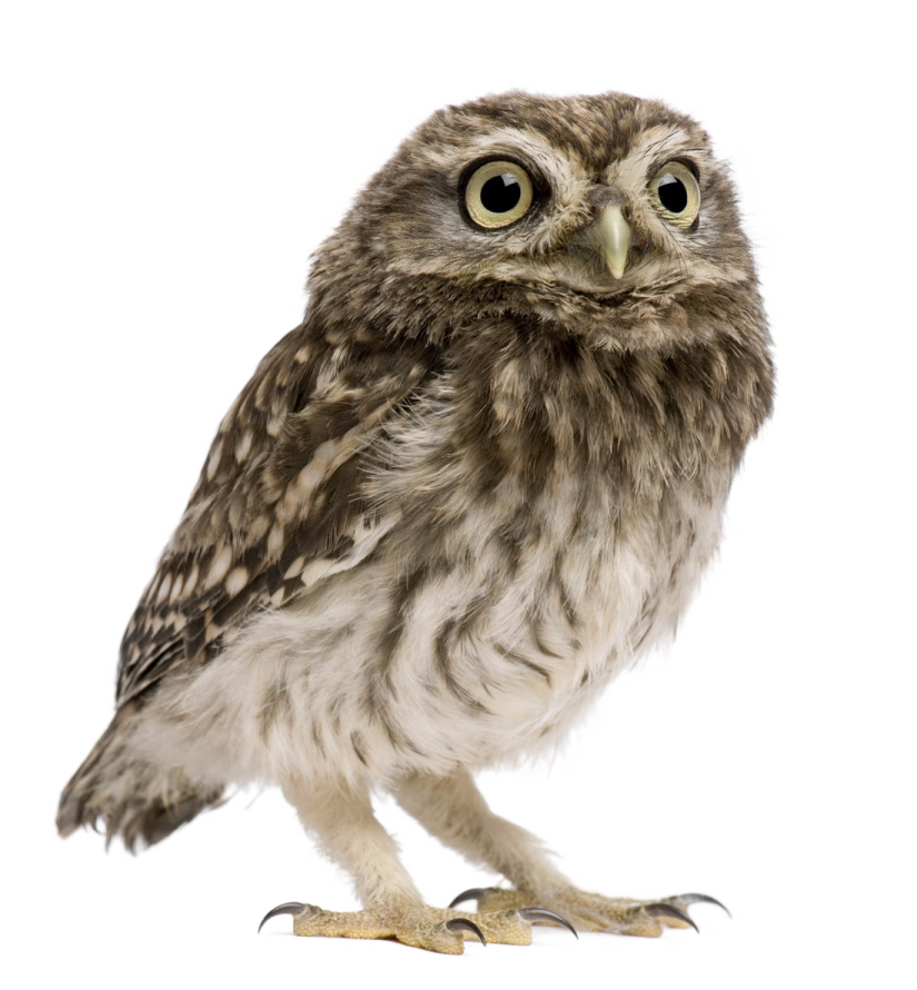 a small owl standing on its hinds