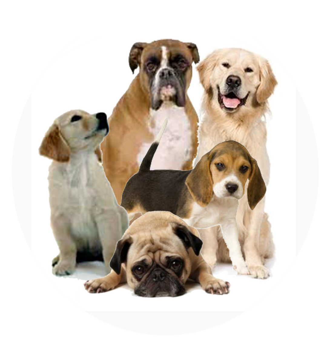 a group of dogs