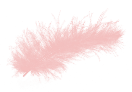 a pink feather on a white background