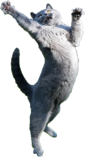 a cat jumping in the air