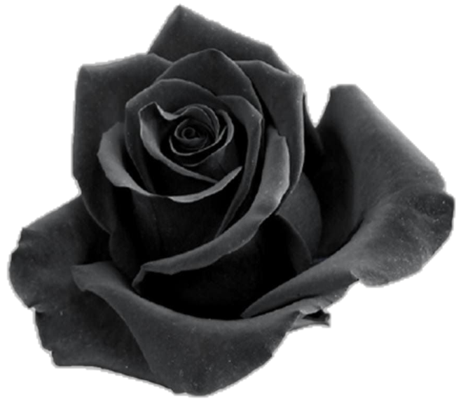 a black rose on a white background