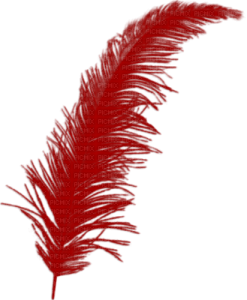 a red feather on a white background