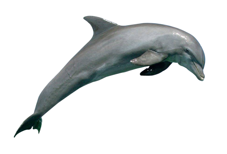 a dolphin jumping in the air with its mouth open