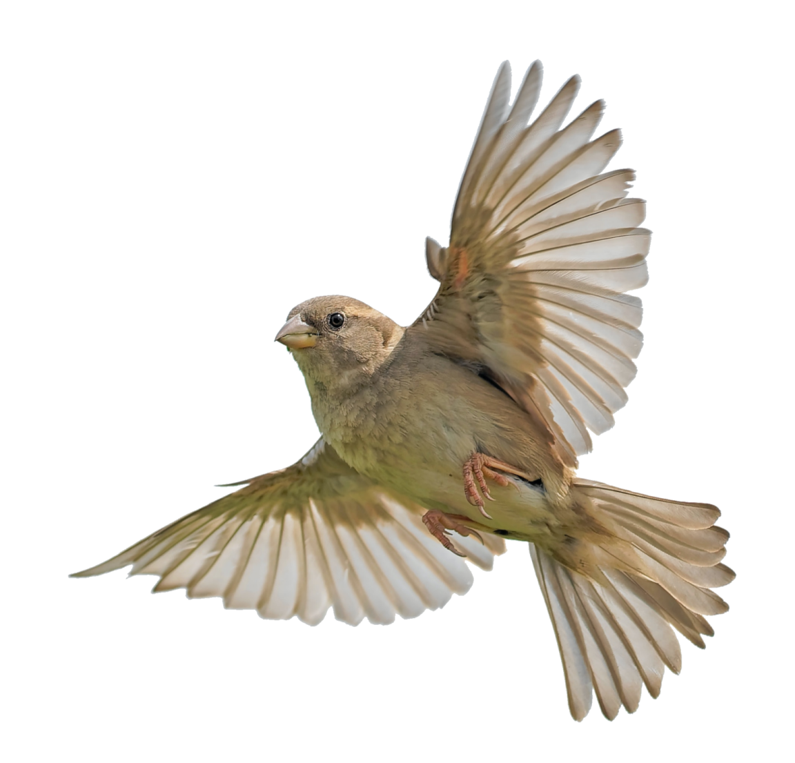 a small bird flying through the air