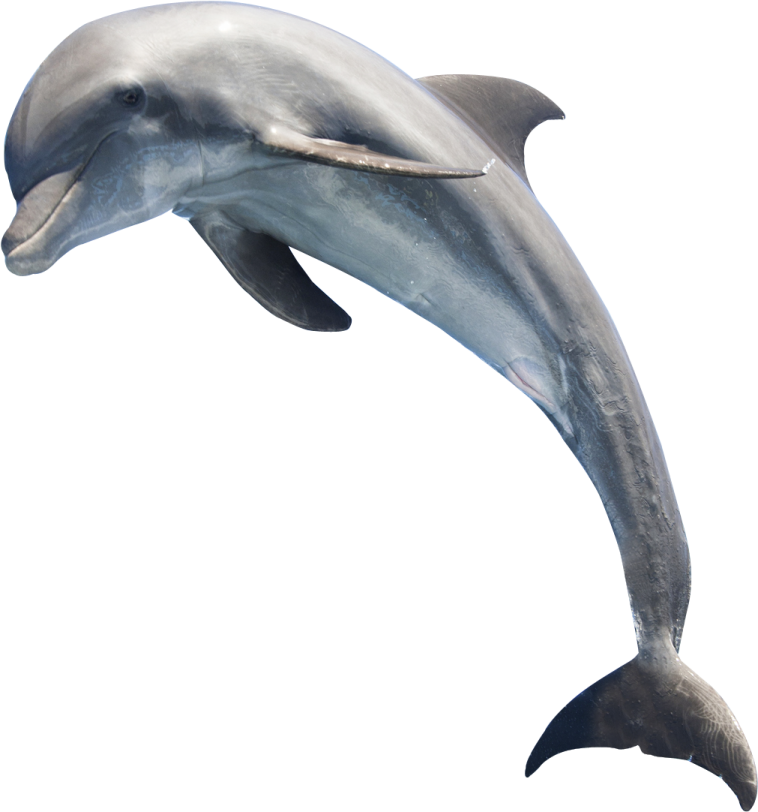 a dolphin jumping in the air