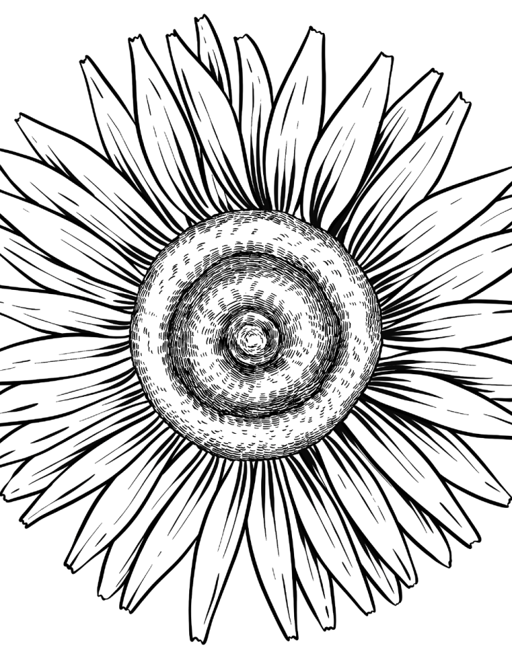 a black and white drawing of a sunflower