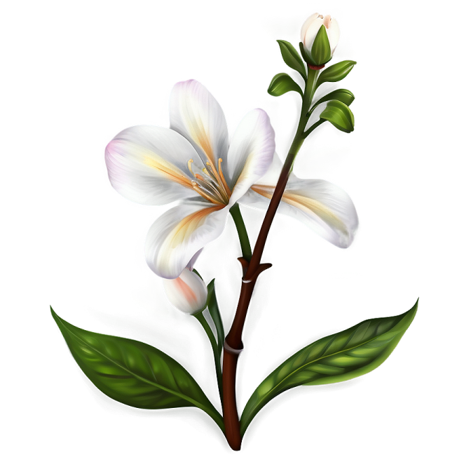 two white flowers with green leaves on white background