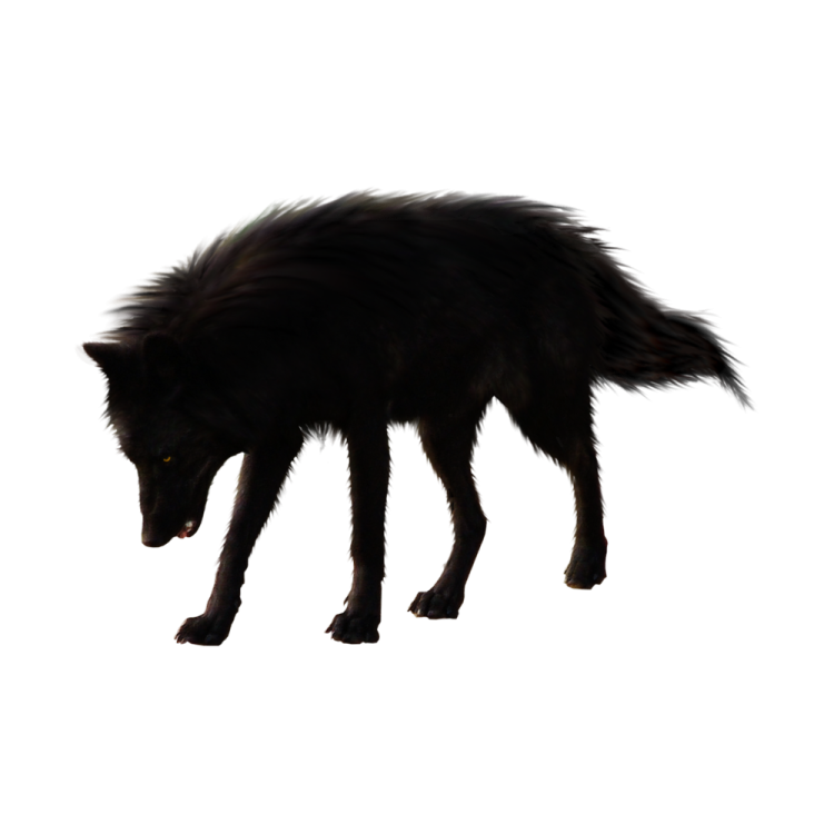 a black dog walking on a white surface