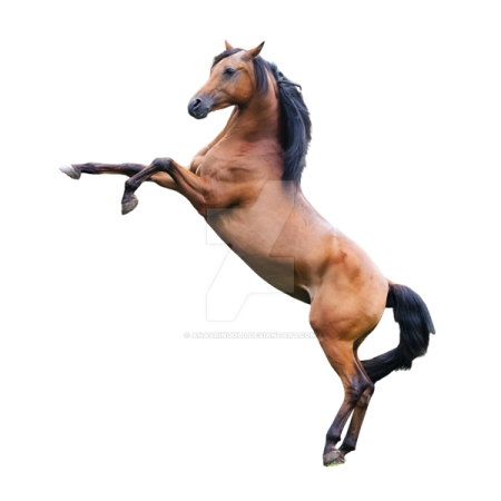 a horse is jumping in the air