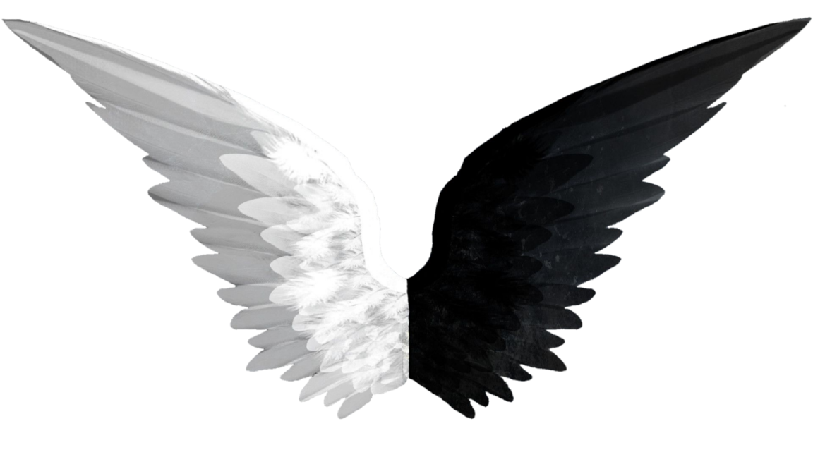 a black and white bird with its wings spread
