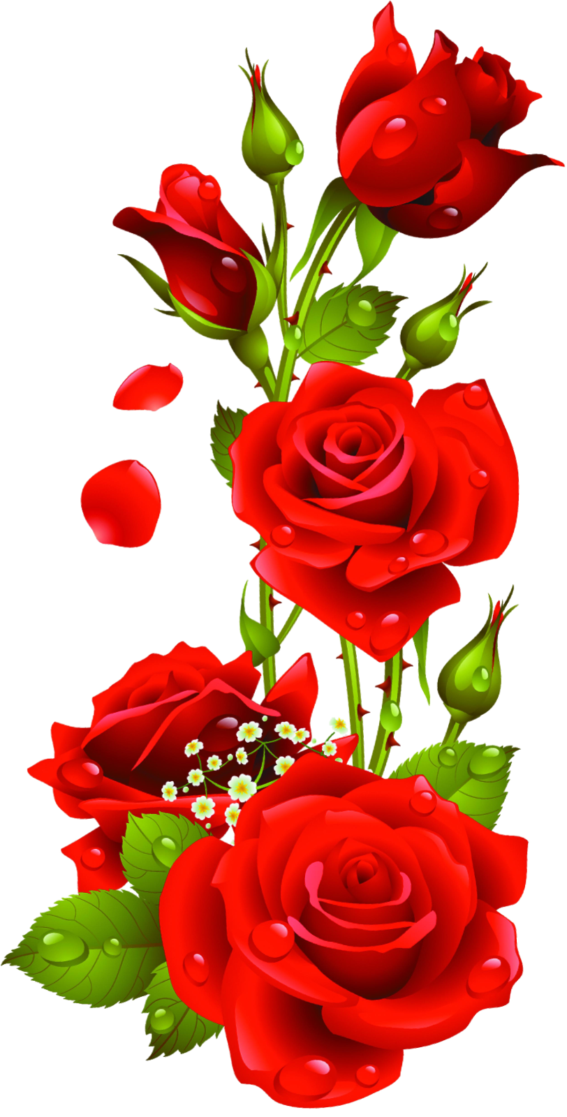 a bunch of red roses on a white background