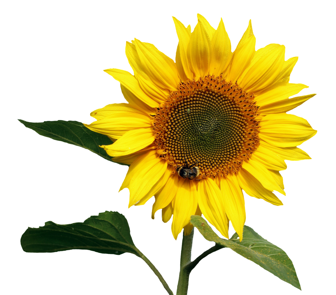 a yellow sunflower with green leaves on a white background