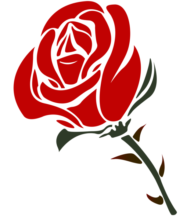 a red rose on white background