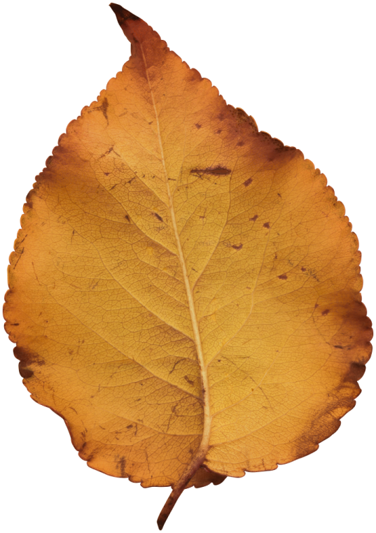 a yellow leaf on a white background