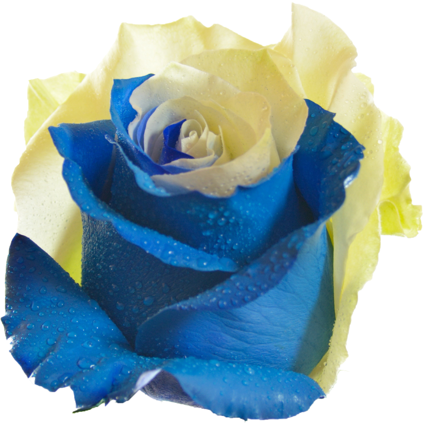 a blue rose with water droplets on it