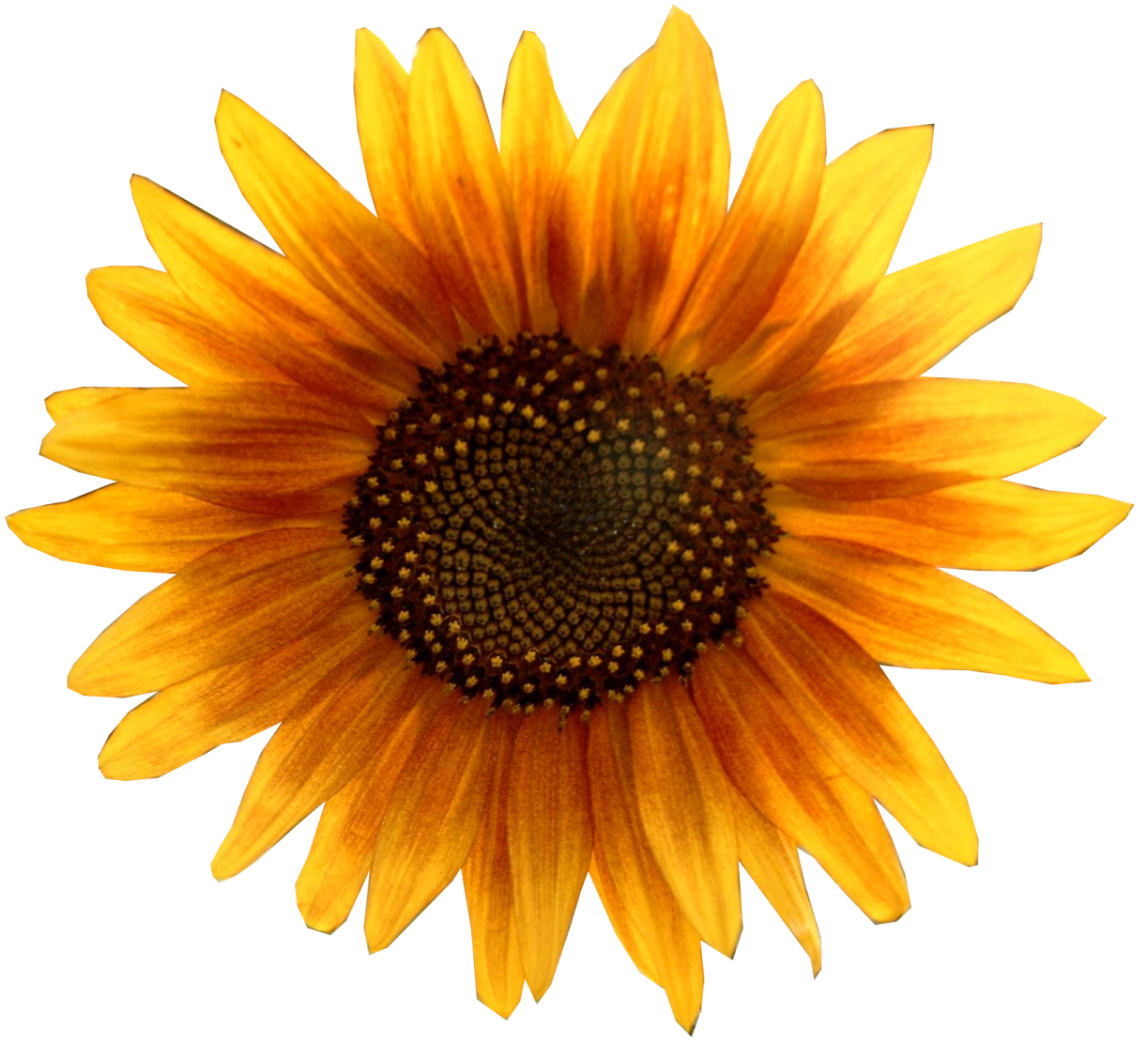 a yellow sunflower on a white background