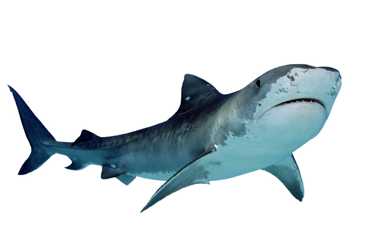 a great white shark swimming in the ocean