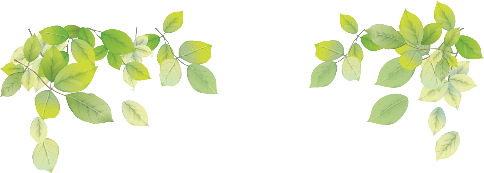 two green leaves on a white background