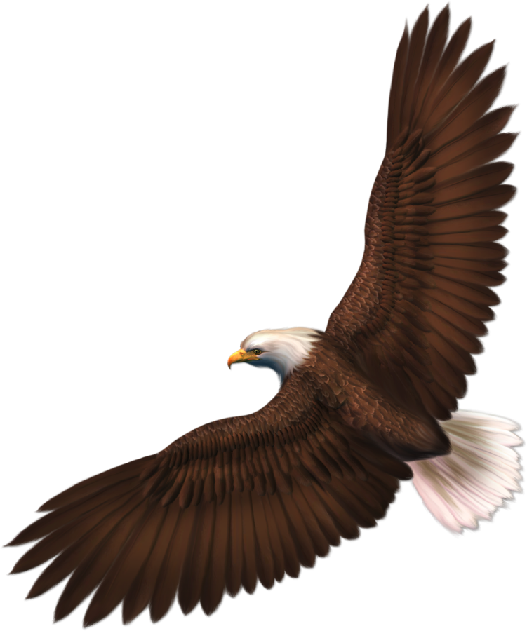 an eagle flying in the air
