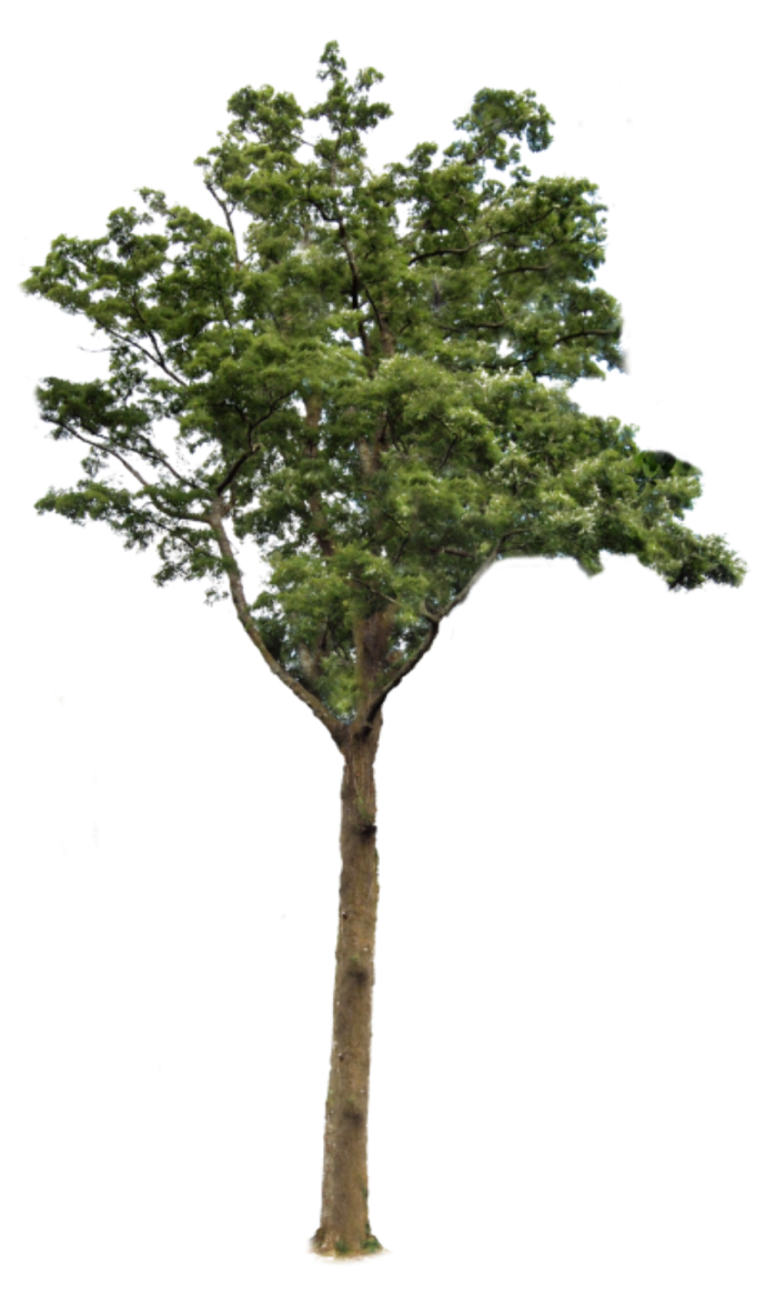 a tree with no leaves on it