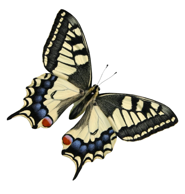 a black and white butterfly with red spots