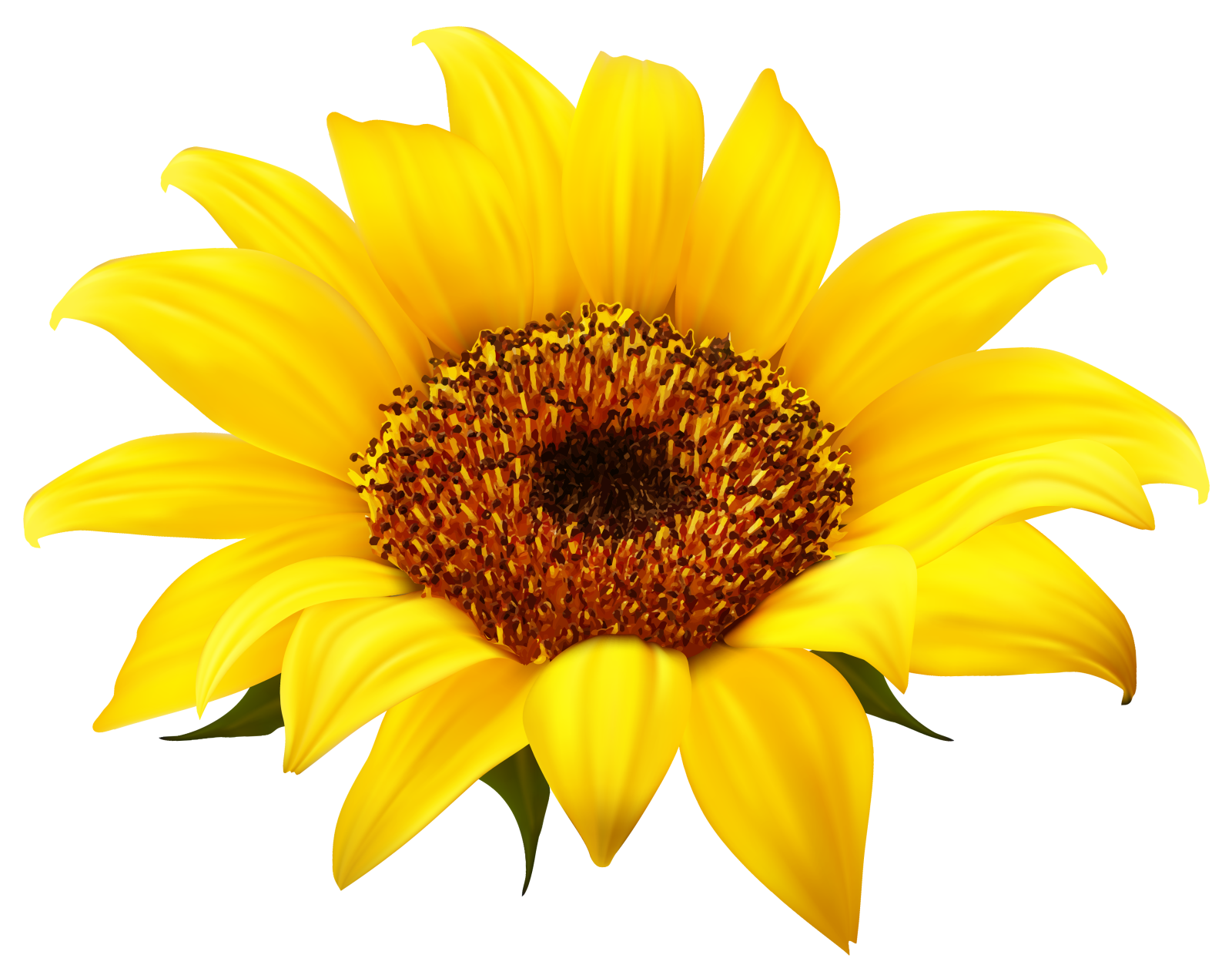 a yellow sunflower on a white background