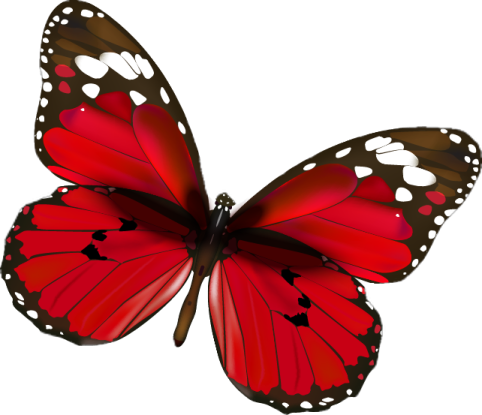 a red butterfly with black and white spots