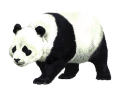 a panda bear walking across a white surface