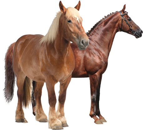 two brown horses standing next to each other horses