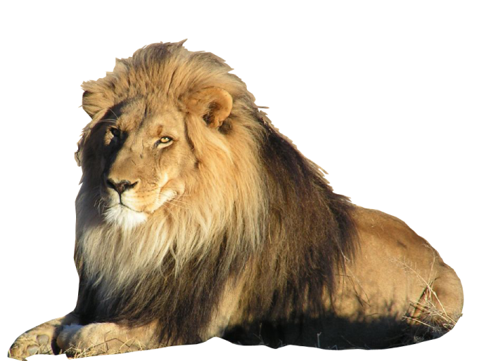 a lion laying down on the ground