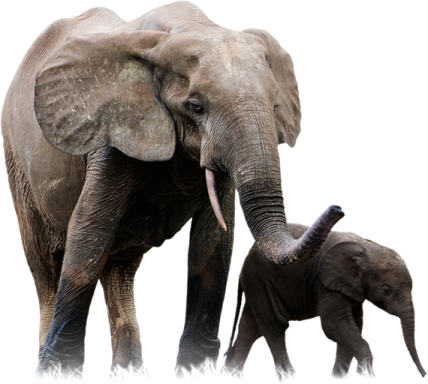 a baby elephant standing next to an adult elephant
