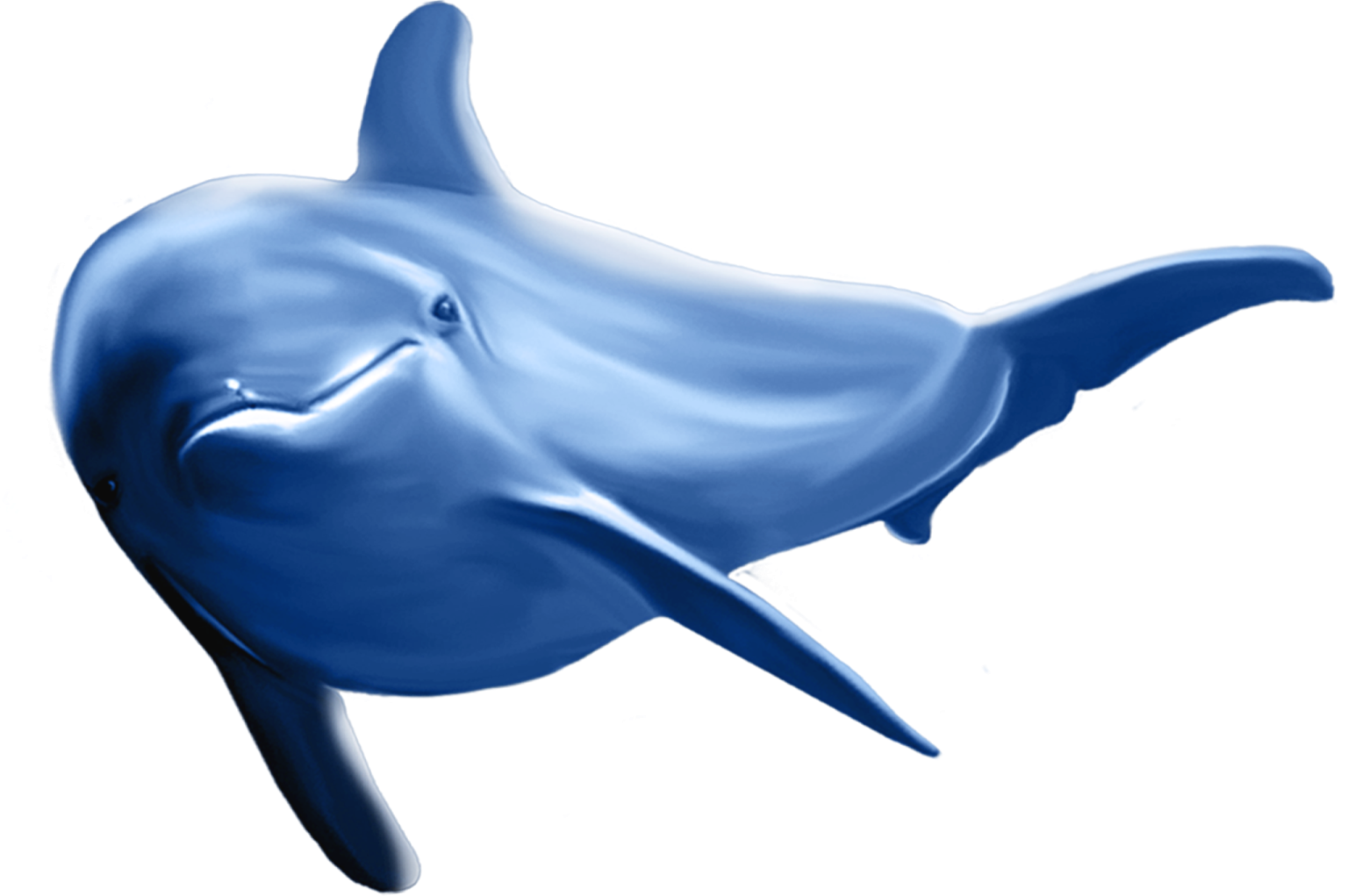 a blue dolphin swimming in the ocean